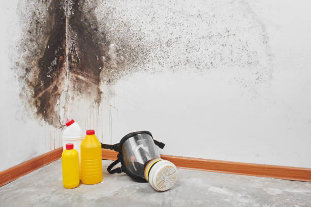 Best Toxic Mold Removal  in Fort Lupton, CO