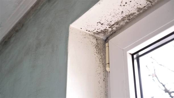 Best Mold Removal Process  in Fort Lupton, CO