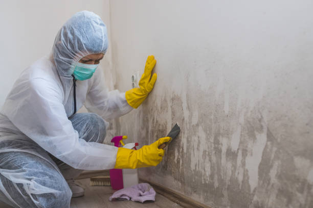 Mold Removal Process in Fort Lupton, CO