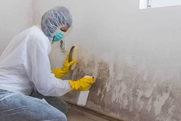 Home Mold Removal in Fort Lupton, CO
