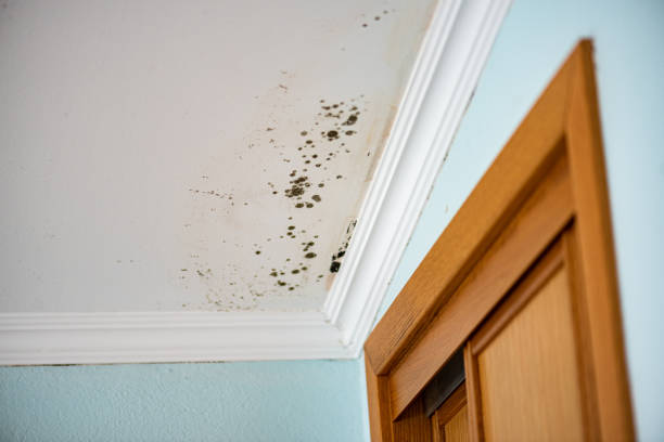 Best Toxic Mold Removal  in Fort Lupton, CO