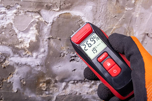 Professional Mold Removal in Fort Lupton, CO