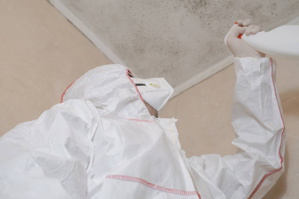 Best Attic Mold Removal  in Fort Lupton, CO