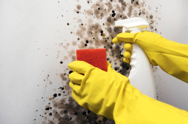 Best Commercial Mold Removal  in Fort Lupton, CO
